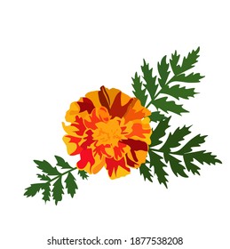 marigold vector stock illustration close-up. orange flower marigolds. Autumn wedding flowers. Isolated on a white background.