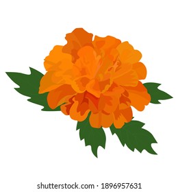 cierre de la ilustración del material vector marigold. las marigolas de flores naranjas. Flores de boda otoñales. Aislado sobre un fondo blanco.