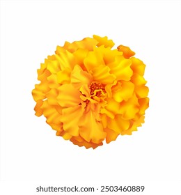 Marigold (zendu) flower isolated on white. Vector illustration.