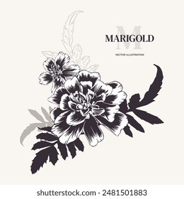 Marigolds, arreglo floral. Ilustración vectorial. Ramo monocromo de tagetes con vegetación. Sempasuchitl en estilo contorno, grabado. Fondo, tarjeta, invitación, Diwali, Día de los Muertos