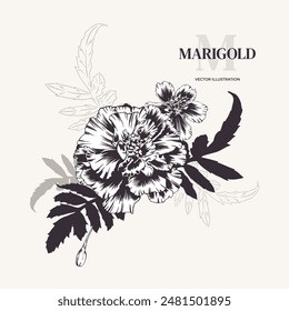 Marigolds, arreglo floral. Ilustración vectorial. Ramo monocromo de tagetes con vegetación. Sempasuchitl en estilo contorno, grabado. Fondo, tarjeta, invitación, Diwali, Día de los Muertos