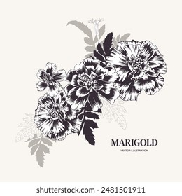 Marigolds, flower arrangement. Vector illustration. Monochrome bouquet of tagetes with greenery. Cempasuchil in outline style, engraving. Background, card, invitation, Diwali, Day of the Dead