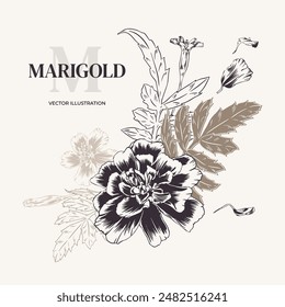 Marigolds, arreglo floral. Ilustración vectorial. Ramo monocromo de tagetes con vegetación. Sempasuchitl en estilo contorno, grabado. Antecedentes, tarjeta, invitación, Diwali, Día de los Muertos.