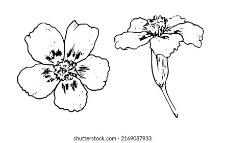 las marigolas flloran en diferentes ángulos. boceto botánico de una flor de marigold y vista lateral contorno negro aislado en blanco para una plantilla de diseño natural 
 tagetes