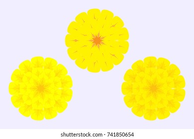 Marigolds flowers. Realistic image. An element for design of accessories, ornaments and jewelry. The sketch for a tattoo, for a print.Color Vector illustration of EPS8.