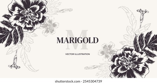 Marigolds, monochrome flowers. Vector illustration in outline style. Wedding flower arrangement from marigolds, engraving. Horizontal frame template for invitations, cards, packaging, labels, banner