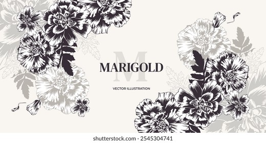 Marigolds, monochrome flowers. Vector illustration in outline style. Wedding flower arrangement from marigolds, engraving. Horizontal frame template for invitations, cards, packaging, labels, banner