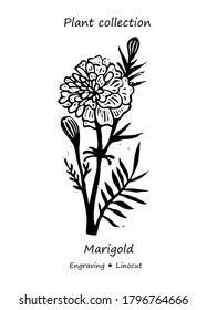 Marigolds plant. Marigolds vector. Marigolds flower vector. Floral illustration. Wild plant illustration. Engraving vector Marigold flower.