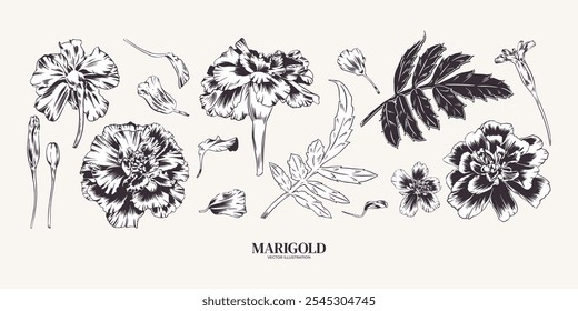 Marigolds, set of flowers and leaves with petals. Vector monochrome illustration. Marigold plant. Cempasuchil bud. Engraving, outline style. For design greeting card, wedding invitation, sticker