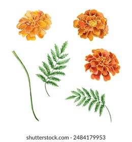 Marigolds set, watercolor. Vector illustration of a flower. For Day of the Dead greeting cards, invitations, holiday banners, posters, covers, flyers.