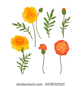 Marigolds Tagetes flowers and leaves Set. Summer garden Vector elements Illustrations for Covers, Patterns, and Invitations card