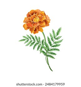 Marigolds watercolor. Vector illustration of a flower. For Day of the Dead greeting cards, invitations, large holiday banners, posters, covers, flyers