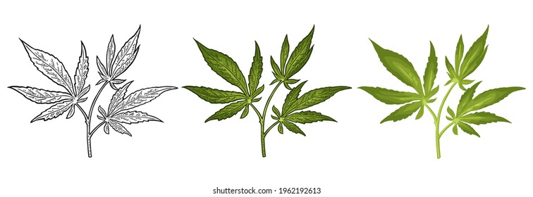 Rama de marihuana con hoja. Dibujo realista de vector de color para etiqueta, afiche, web. Aislado sobre fondo blanco. Elemento de diseño dibujado a mano cannabis.