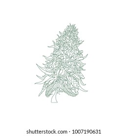 Marijuana Bud Flower hand drawn