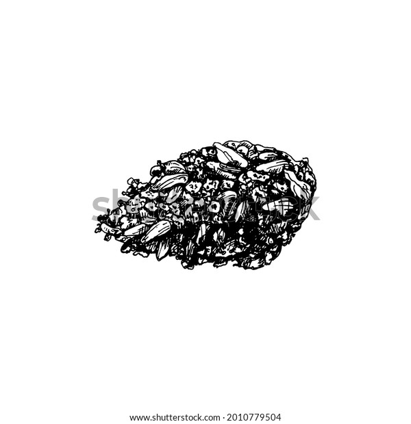 マリファナが芽を出す 白い背景にビンテージベクターハッチング黒手描きのイラスト のベクター画像素材 ロイヤリティフリー