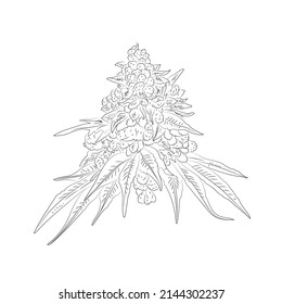 Marihuana-Busch auf weißem Hintergrund