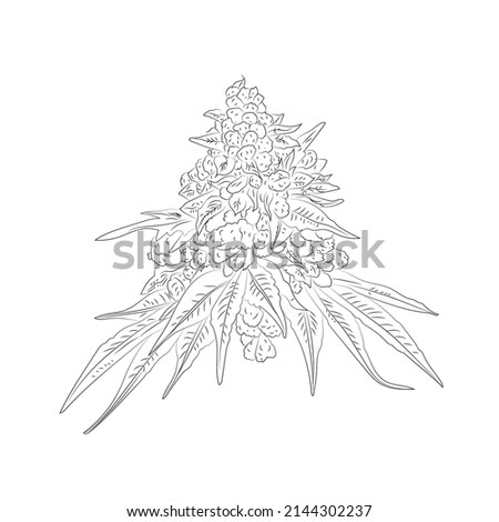 marijuana bush on white background