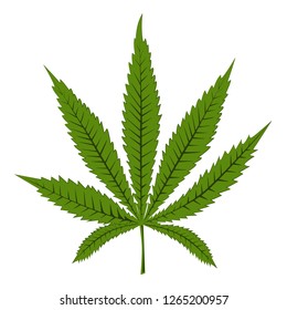 Marijuana, canibas, or hemp leaf. Vector isolated on white background for hemp protein, oil, cosmetics, or other design