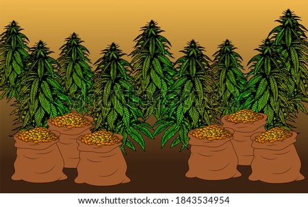 marijuana cannabis fields farmer with green cannabis leaves plants.