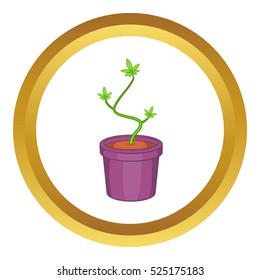 Marijuana or cannabis in flower pot vector icon in golden circle, cartoon style isolated on white background