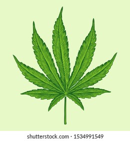 Marijuana cannabis green leaf vector engraving illustration