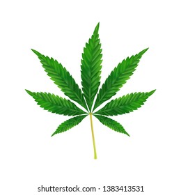 Fondo de Marihuana o Cannabis. Ilustración vectorial realista de la planta aislada en blanco.
