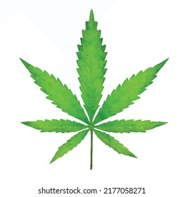 Marijuana cannabis leaf isolated on white background. Medicine herb plant. Natural weed hemp. Addiction smoke drug. Realistic watercolor. Vector illustration. Hand painted vector Clip art and sign.