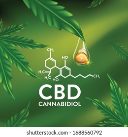 Marijuana , Cannabis-Blatt-Vektorillustration-Illustration, Naturessenöl 