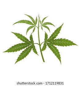 Marijuana or Cannabis Leaf. Vector illustration isolated on a white background.