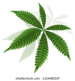 Marijuana or cannabis leaves ,vector