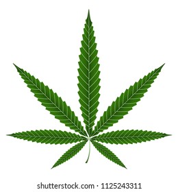 Marijuana or cannabis leaves ,vector