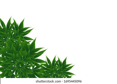 Marijuana or cannabis on background. Vector illustration design.