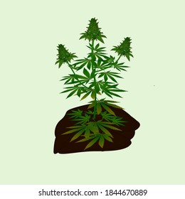 Marijuana Cannabis Tree Farm Vector Ready To use for your content