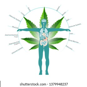 El concepto de marihuana es la cuestión social del cuerpo humano y la legislación, como el uso de hierbas medicinales y recreativas en símbolos de fondo de hoja de cannabis en un estilo de ilustración infográfica.