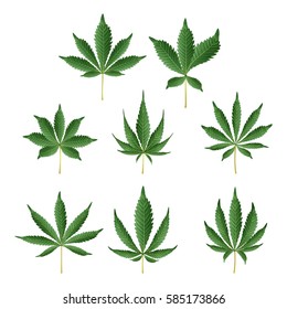 Marijuana Green Leaf Vector. Medicinal Herbs Collection. Cannabis Sativa or Cannabis Indica Illustration Isolated On White Background. Graphic Design Element For Web, Prints