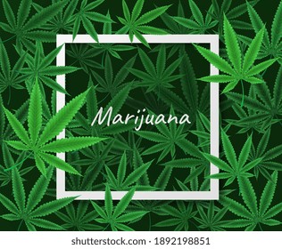 Marijuana green leafs with white square frame in vector illustration.
