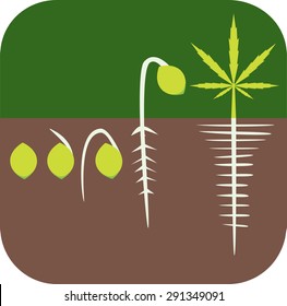 Marijuana growing concept. Germination icon. Flat style design vector illustration.
