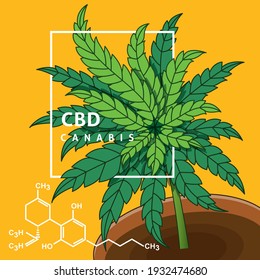 Marijuana or Hemp isolate on yellow background