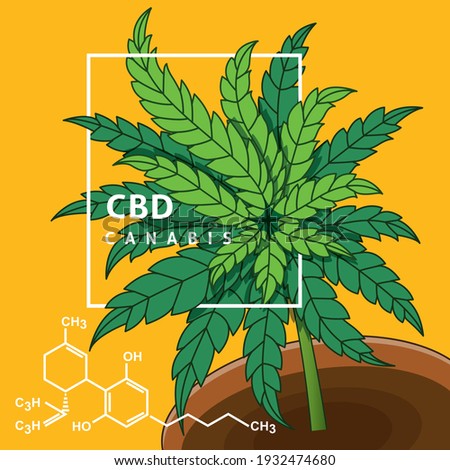 Marijuana or Hemp isolate on yellow background
