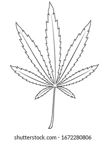 Marijuana hemp leaf isolated on white background.  Medical cannabis vector illustration. Hand drawing sketch.