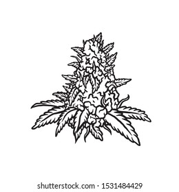 marijuana kush vector art for logo and illustration