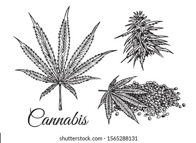 1,197 Cannabis seed vintage Images, Stock Photos & Vectors | Shutterstock