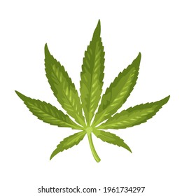 Marijuana leaf. Color vector realistic illustration for label, poster, web. Isolated on white background. Hand drawn design element cannabis.