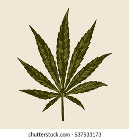 Marijuana Leaf Drawing. Sativa Vintage Leaf Etching.