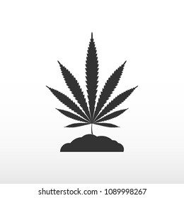 Marijuana leaf in the earth on white background.