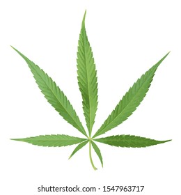 marijuana leaf green,  on white background. Marijuana design Hemp leaf symbol icon.