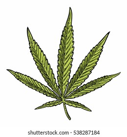 Marijuana leaf. Hand drawn design cannabis leave. Vintage color vector engraving illustration for label, poster, web. Isolated on white background.