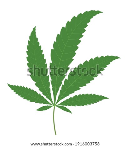 Marijuana leaf isolated on white background. Cannabis leaves vector illustration.