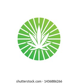 marijuana leaf with rays icon symbol design vector illustration