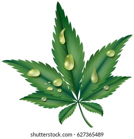 Marijuana leaf with resin